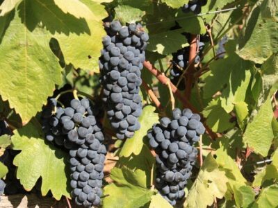 vinos
