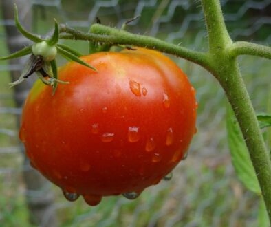 tomate (800x600)