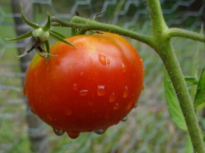 tomate (800x600)