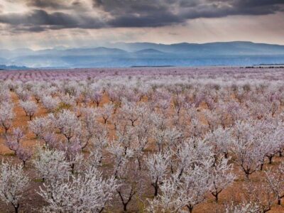 almendros-en-filabres