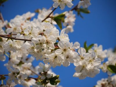 cerezo2