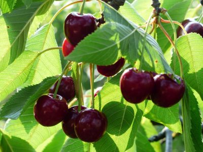 cerezas2