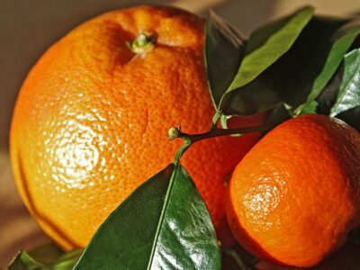 citricos2