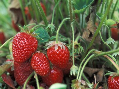 fresas2