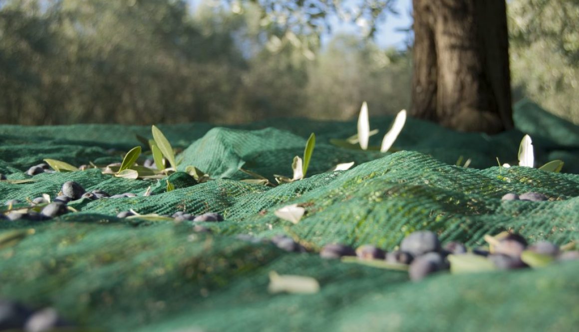 olivar