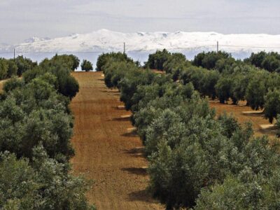 olivar4