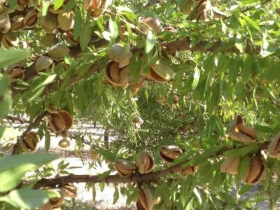 ALMENDRO-