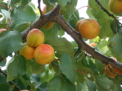Albaricoques