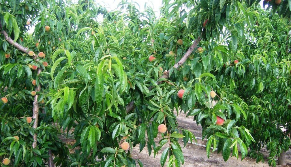 FRUTALES_DE_HUESO_
