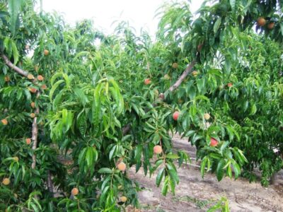 FRUTALES_DE_HUESO_