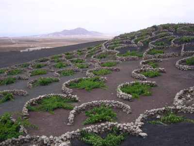 VC Canarias