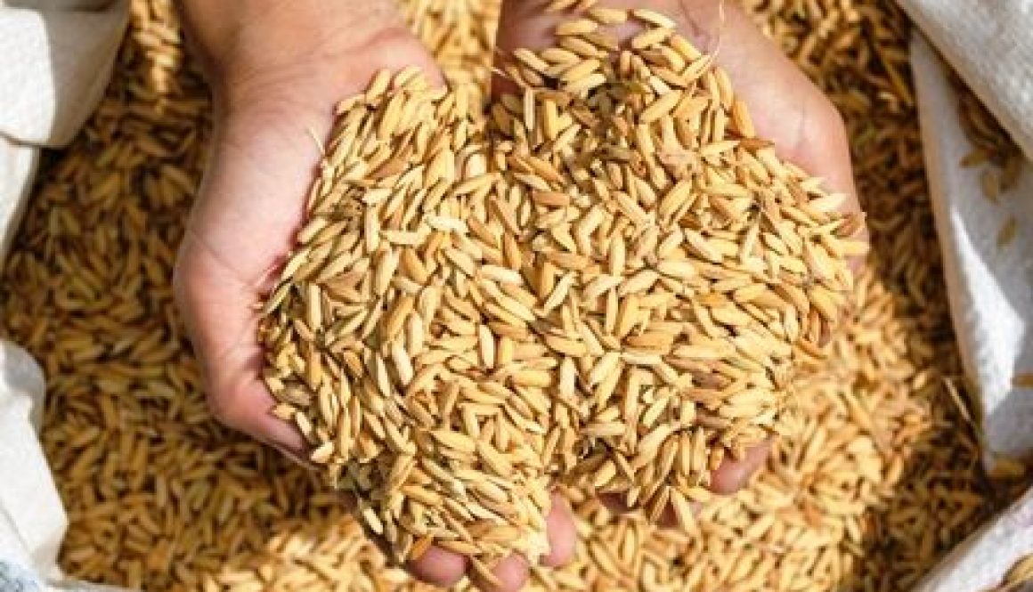 SemillaArroz