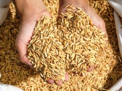 SemillaArroz