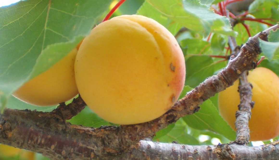 albaricoque