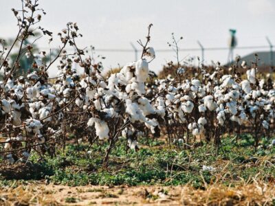 algodón malas hierbas