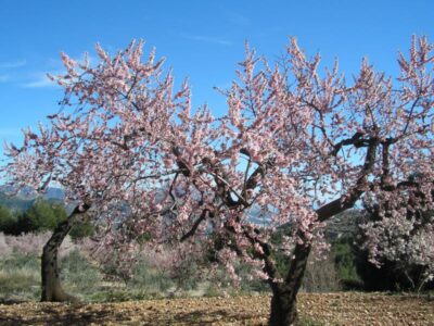 almendro
