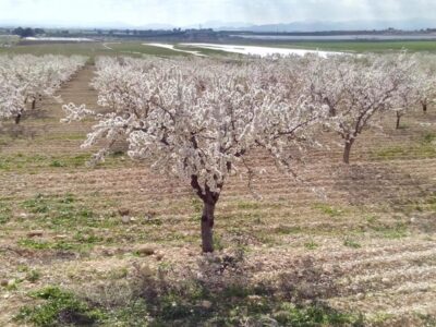 almendros