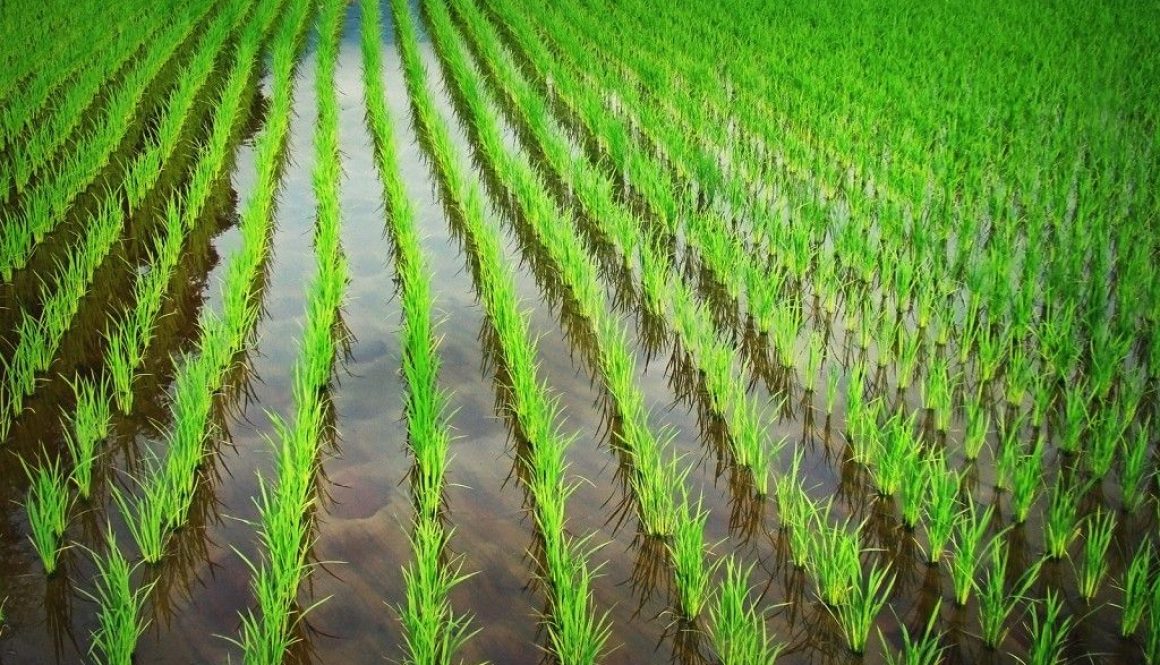 arroz siembra