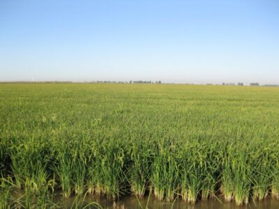 arrozales