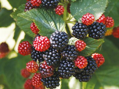berry