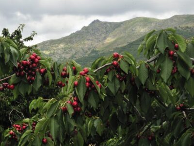cerezas