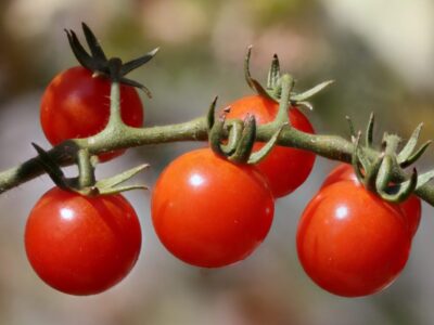 cherry_tomatoes3