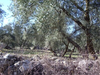 file0001812908121