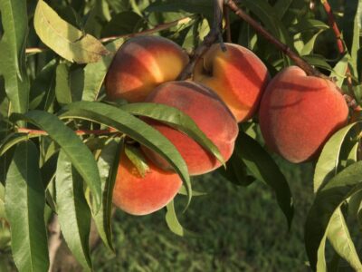 frutales hueso