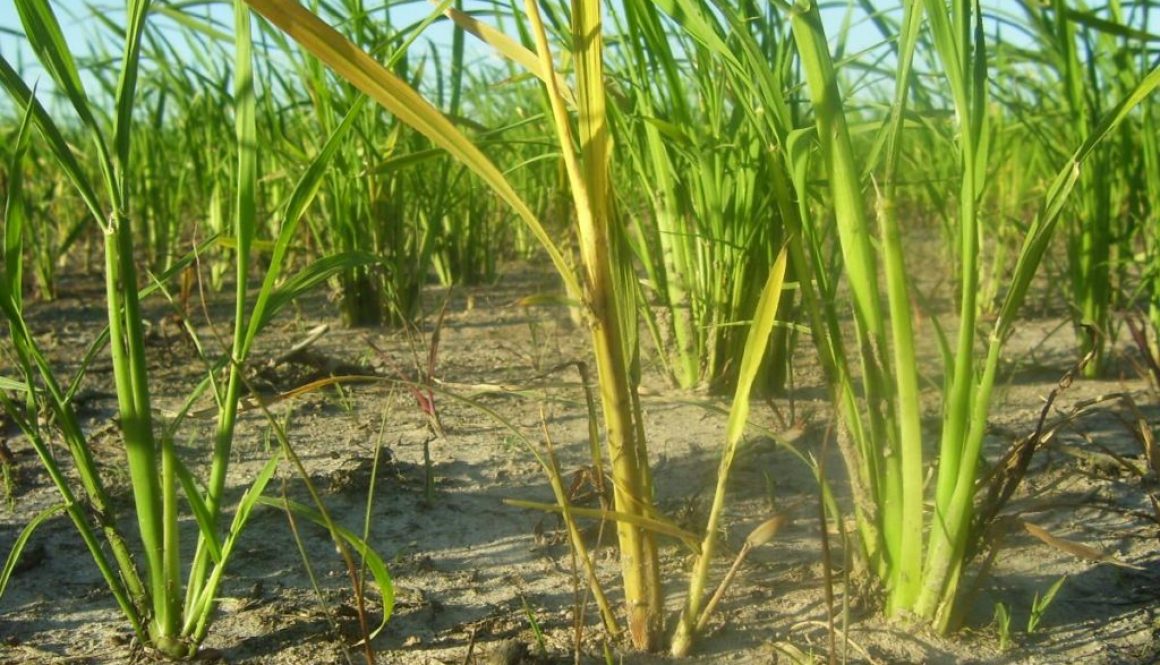 mh en arroz