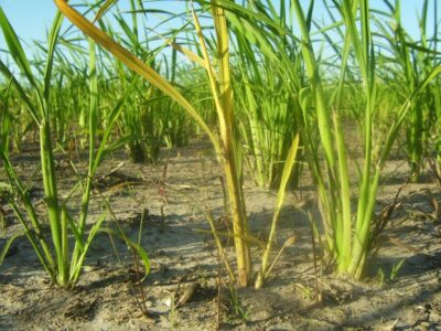 mh en arroz