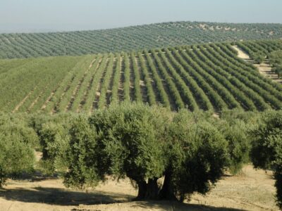 olivar_tradicional