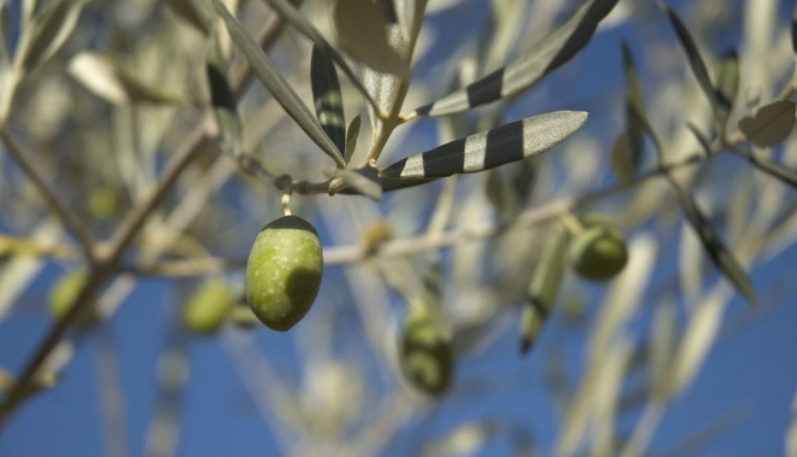 olive-in-tree-1513878