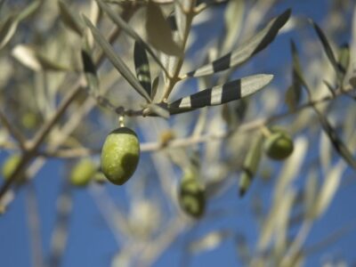 olive-in-tree-1513878