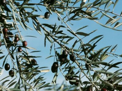 olivos