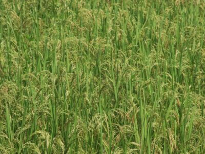 paddy-field-1318874