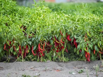 pimiento para pimentón