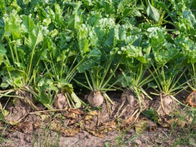 Organically grown sugar beet plants from close