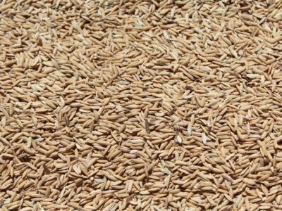 semilla arroz