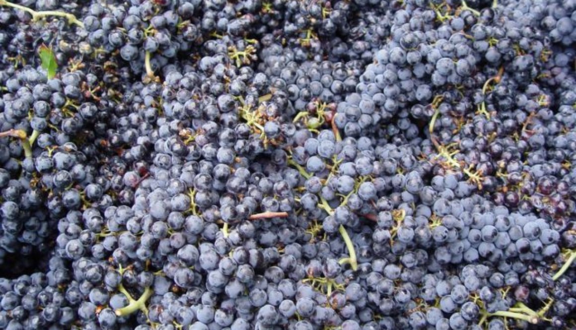 viñedos1