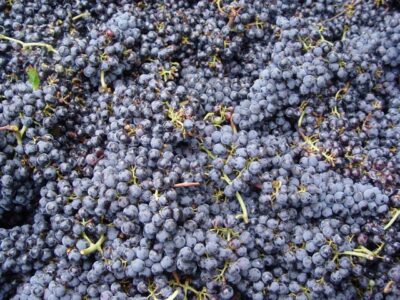 viñedos1
