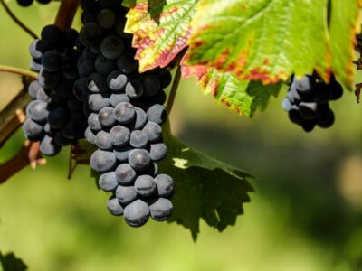 uvas