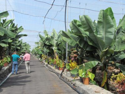 AGROCOLOR LA PALMA_2