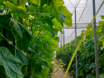 BLOG AGROCOLOR