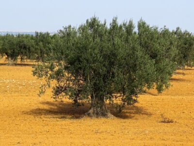 olivar5