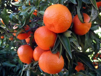 mandarino