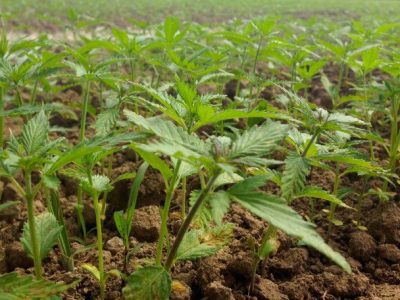 cañamo-germinando