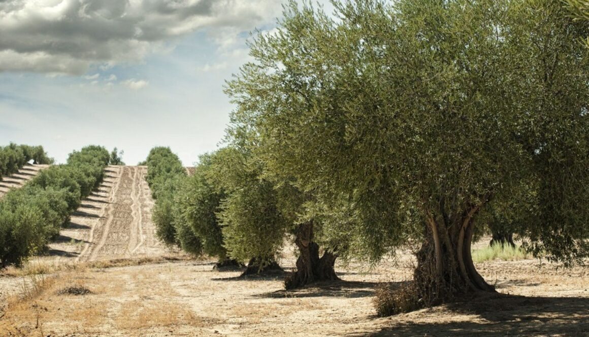 Olivos