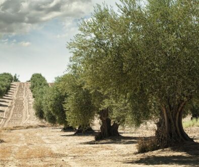 Olivos