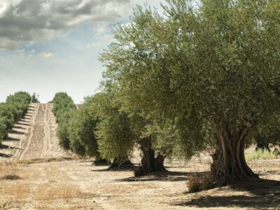 Olivos