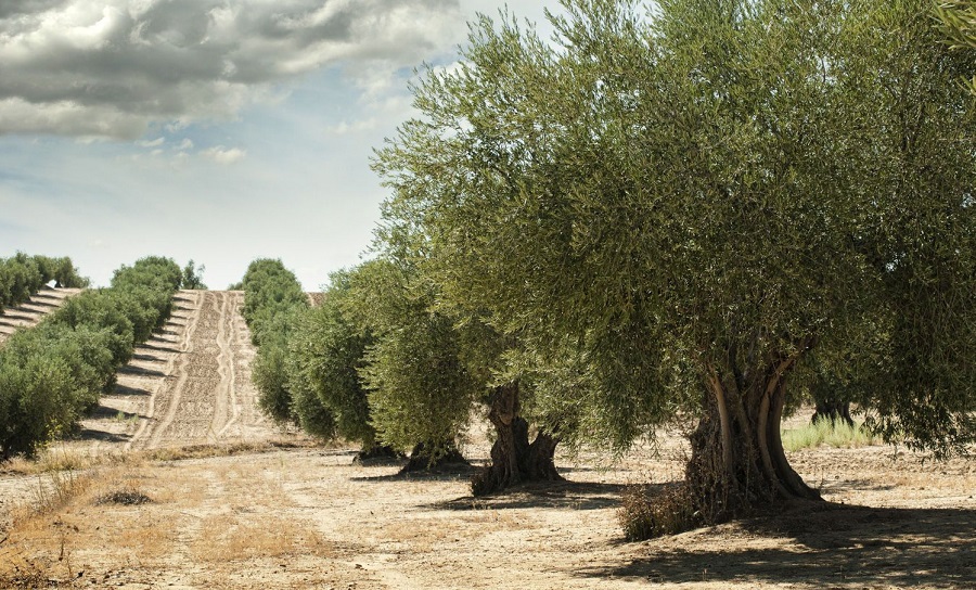 Olivos